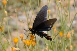 Pipevine Swallowtail Butterfly