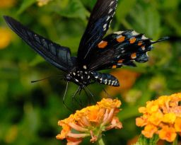 Pipevine Swallowtail Butterfly