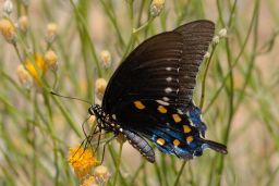 Pipevine Swallowtail Butterfly