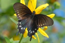 Pipevine Swallowtail Butterfly