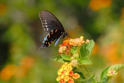 Pipevine Swallowtail Butterfly