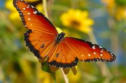 Queen Butterfly - Boyce Thompson