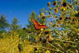 Queen Butterfly