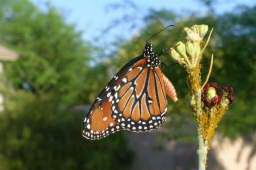 Queen Butterfly