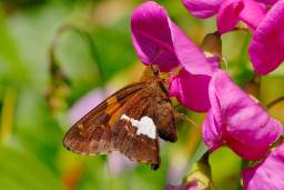 Silver-Spotted Skipper Butterfly