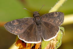 Mournful Duskywing Butterfly