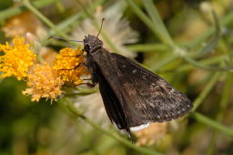 Mournful Duskywing Butterfly