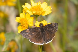 Mournful Duskywing Butterfly