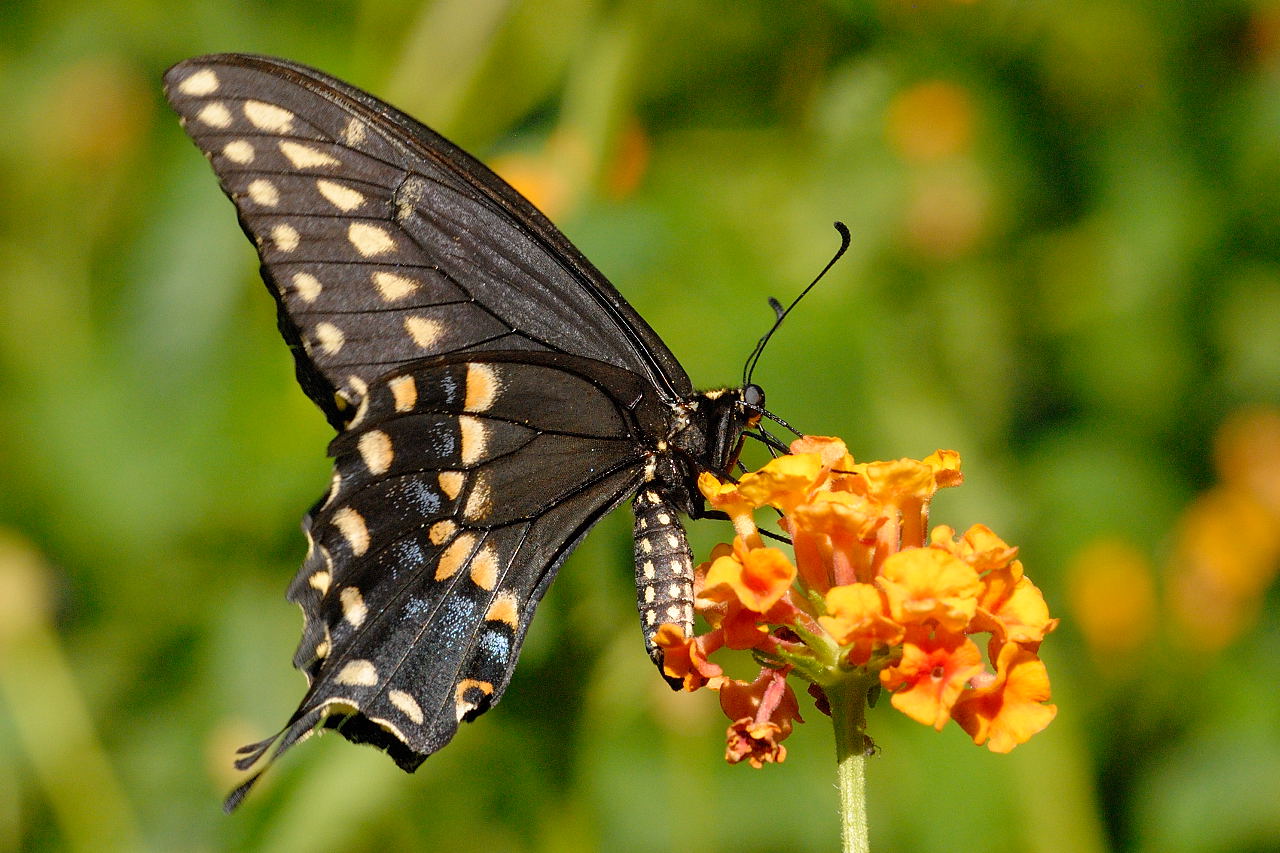 Butterfly Swallow Tail 108