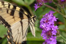 Eastern Tiger Swallowtail