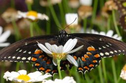 Spicebush Swallowtail