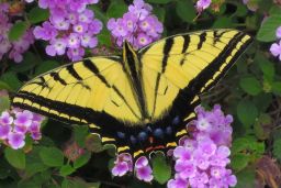 Swallowtail Gallery