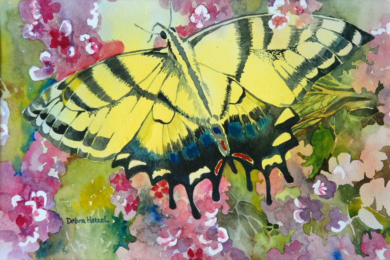 Swallowtail Butterfly