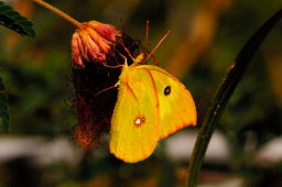 Southern Dogface Butterfly