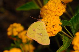 Cloudless Sulfur Butterfly