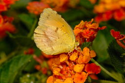 Sleepy Orange Butterfly