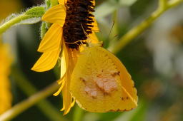 Sleepy Orange Butterfly