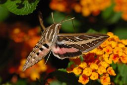 Sphinx Moth Gallery