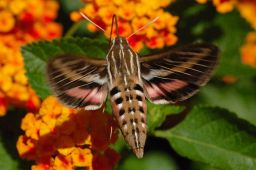 White-lined Sphinx Moth