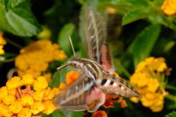 White-lined Sphinx Moth