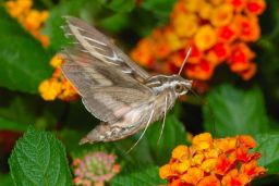 White-lined Sphinx Moth