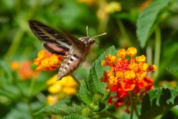 White-lined Sphinx Moth