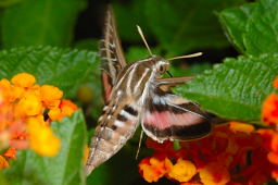 White-lined Sphinx Moth