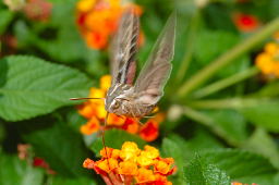 White-lined Sphinx Moth