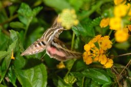 White-lined Sphinx Moth