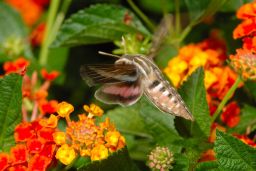 White-lined Sphinx Moth