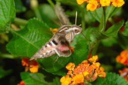 White-lined Sphinx Moth