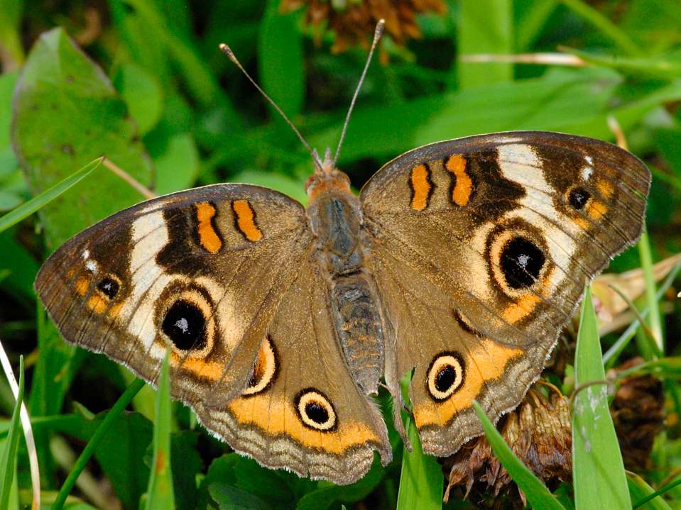 Common Buckeye