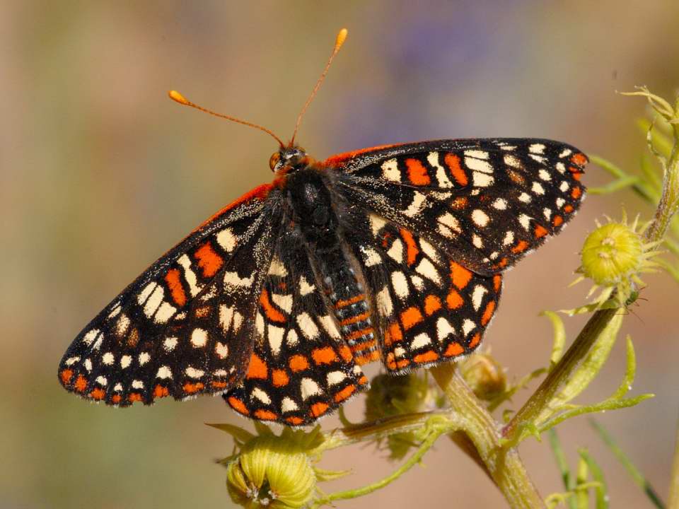 Variable Checkerspot