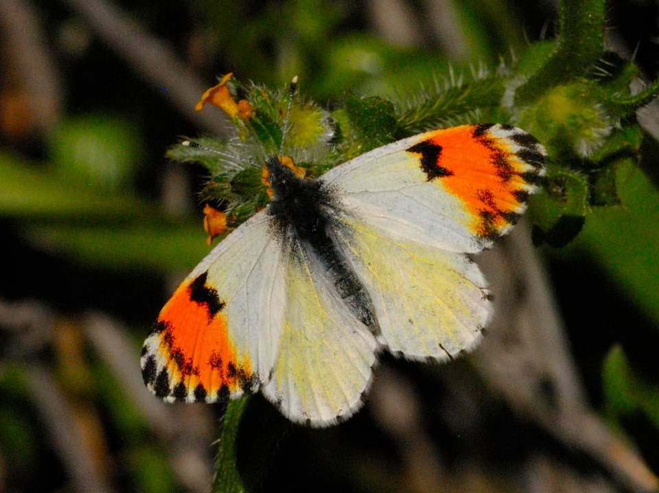 Sara Orangetip