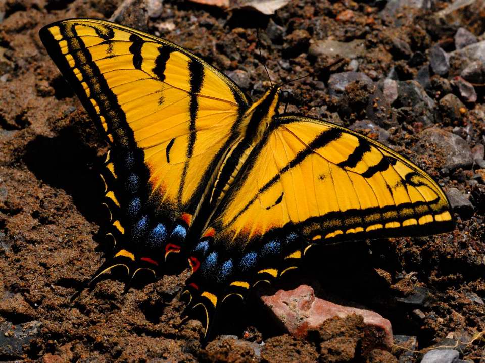Two-Tailed Swallowtail