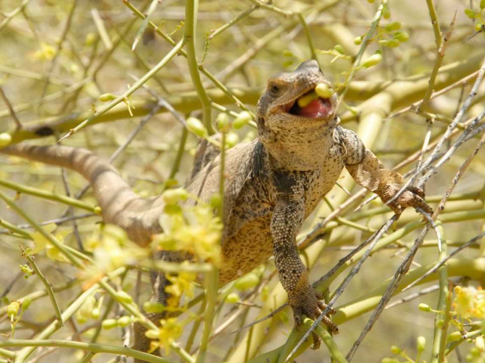 Chuckwalla in tree