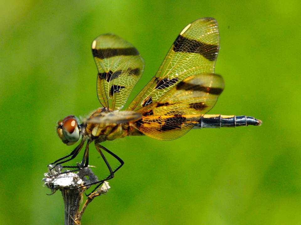 Halloween Pennant Dragonfly