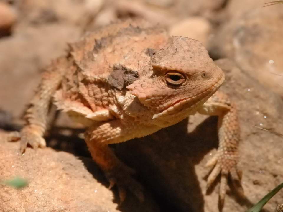 Horny Toad