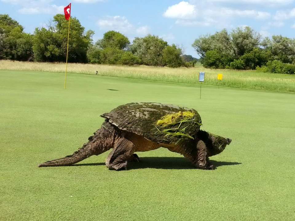 Snapping Turtle