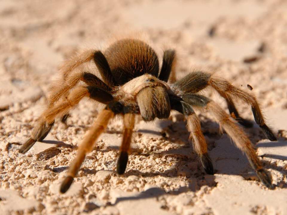 Tarantula - Arizona