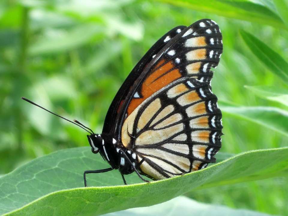 Viceroy Butterfly