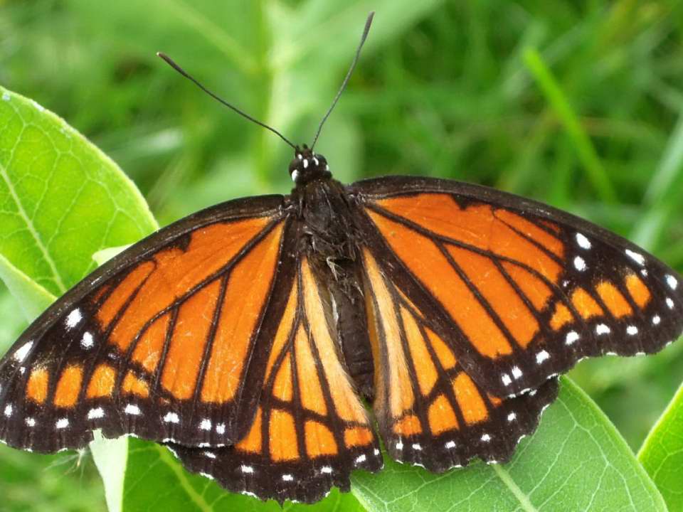 Viceroy Butterfly