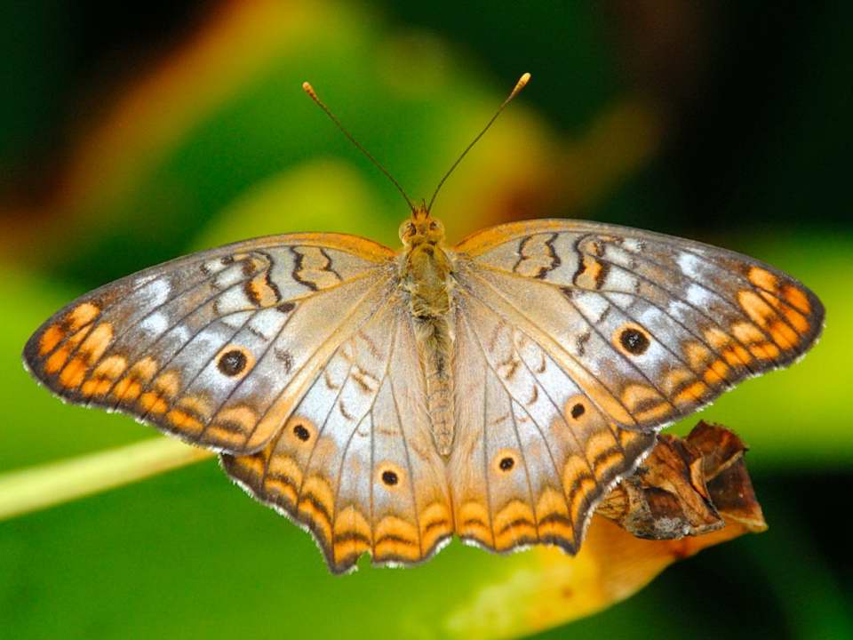 White Peacock Butterfly