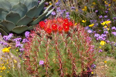 Cholla and Barrel Cactus