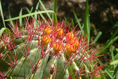 Barrel and Cholla Cactus