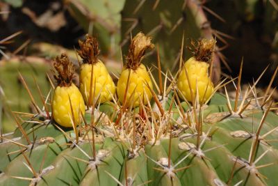 Barrel and Cholla Cactus