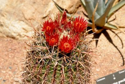 Barrel and Cholla Cactus