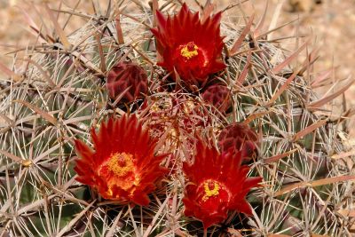 Barrel and Cholla Cactus