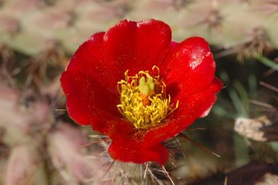 Barrel and Cholla Cactus