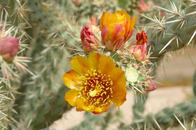 Barrel and Cholla Cactus